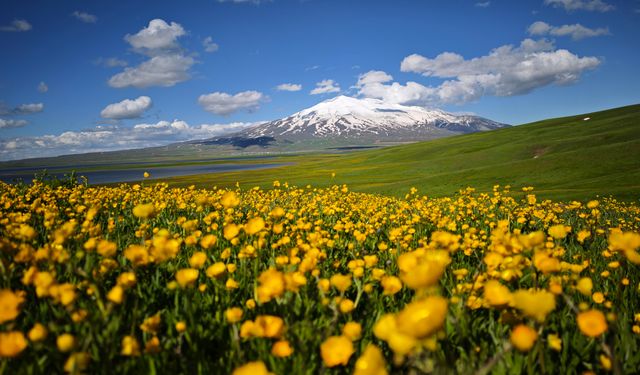 Sütey Yaylası sarı düğün çiçekleriyle kaplandı