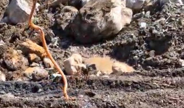 Bitlis'te Renkli Yılan Dikkat Çekti