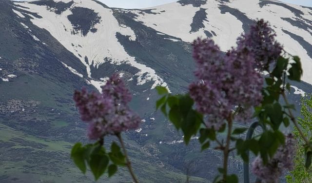 Tatvan’da yaz geldi, zirvelerde kar manzarası sürüyor