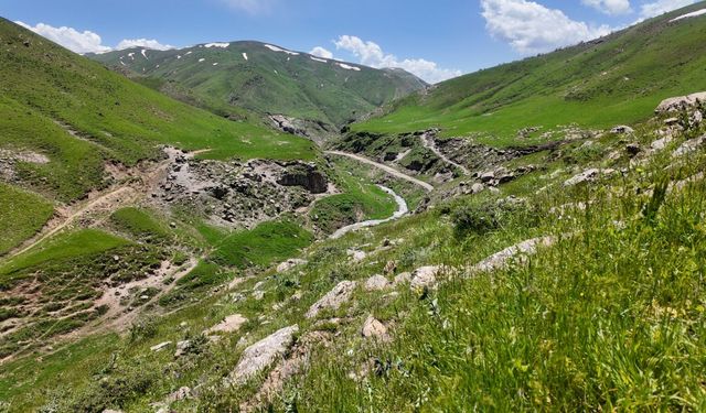 Bitlis yaylaları yazın yeşile büründü, doğaseverleri kendine hayran bırakıyor