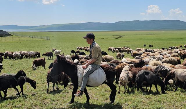 Besicilerin Sütey Yaylası’ndaki yaz mesaisi başladı
