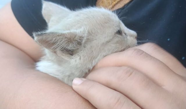 Tatvan’da araç motoruna sıkışan yavru kedi kurtarıldı