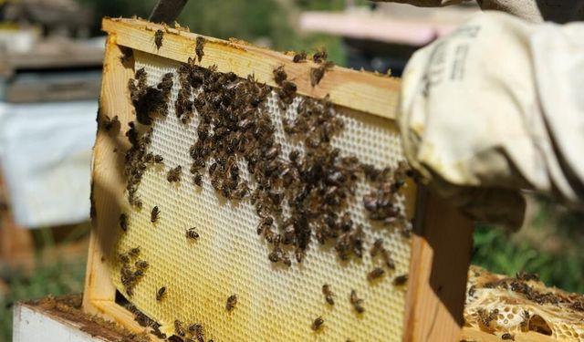 40 dereceyi gören havalarda arılar için tedbir çağrısı yapıldı