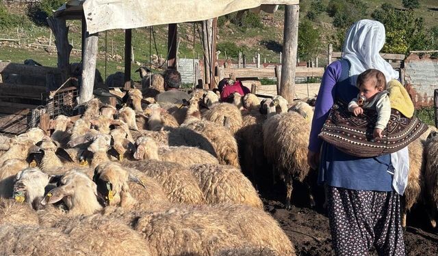 Erzincan'ın coğrafi işaretli lezzeti yaylalarda hayat buluyor