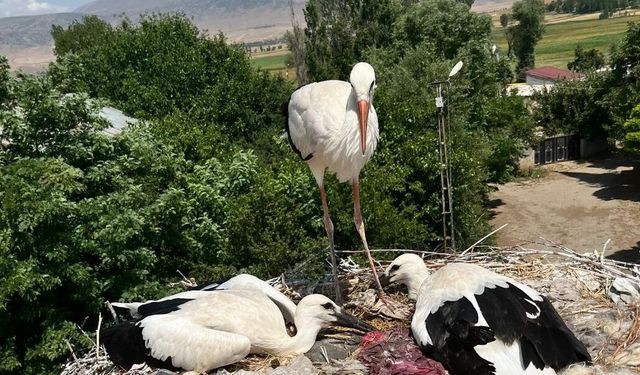 Güroymak'ta yaralı leylek ailesine şefkat eli uzandı