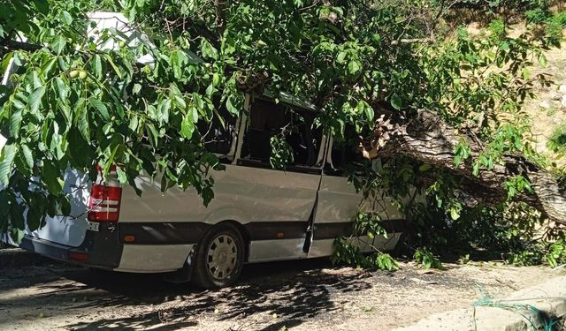 Hakkari'de ağaç devrildi, park halindeki araç zarar gördü