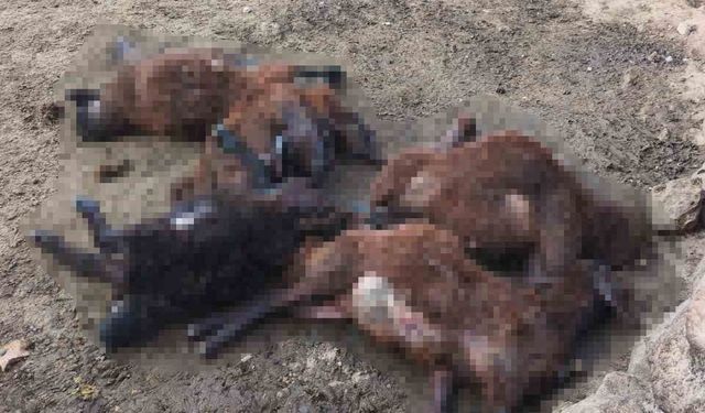 Malazgirt'te kurt saldırısı: 20 koyun telef