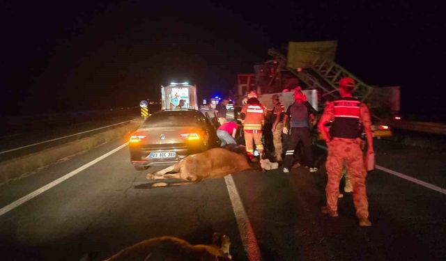 Otomobilin çarptığı 2 inek telef olurken 2 kişi de yaralandı