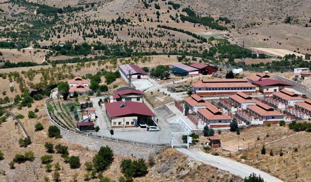 Sokak hayvanlarına umut oldu: 15 bin can tedaviyle sağlığına kavuştu