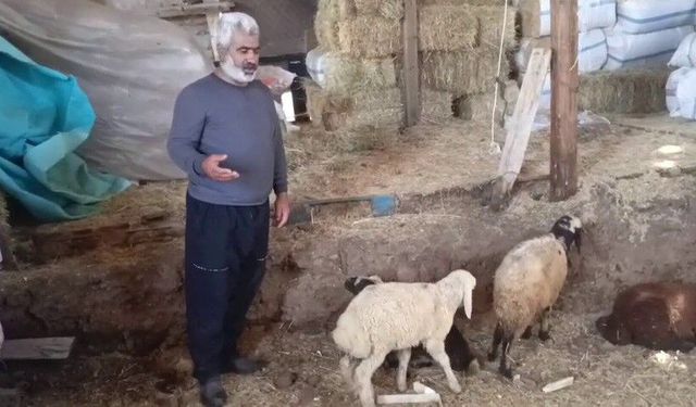 Sürüye kurt saldırdı: 14 koyun telef, 30'u kayıp
