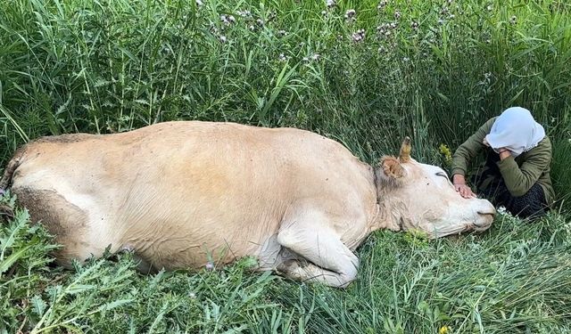 Uçurumdan düşerek telef olan ineğinin başından saatlerce ayrılamadı