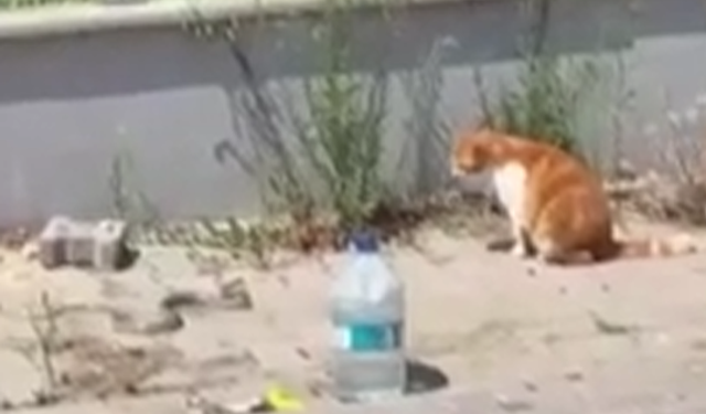 Şaşırtan anlar: Tekirdağ’da kedi ile yılan karşı karşıya