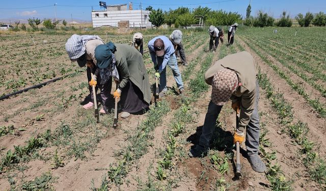 Adilcevaz'da mevsimlik tarım işçilerinin kavurucu sıcakta zorlu mesaisi