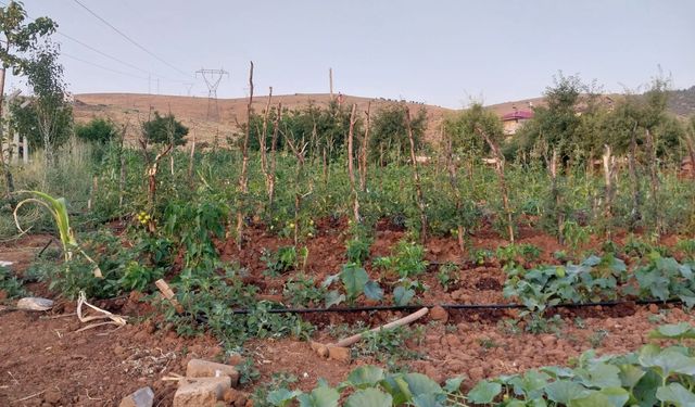Tatvan'da yağışlar tarımsal üretime bereket getirdi