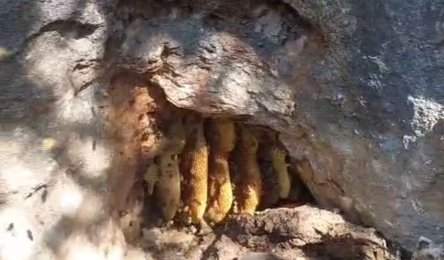 Elazığ'da kaya oyuğunda doğal bal sürprizi