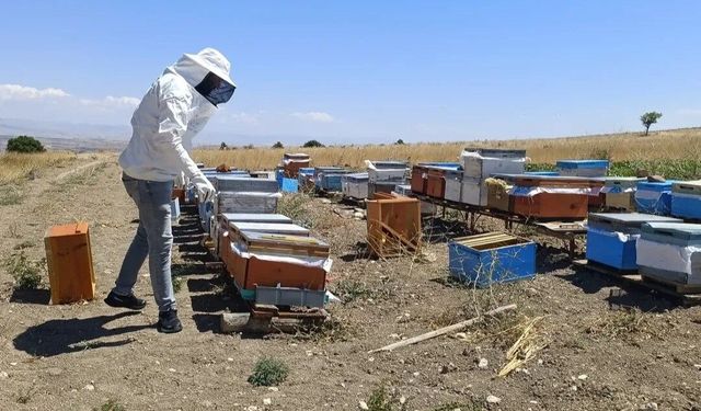 Ağın'da arıcılık çalışmalarında üreticilere destek