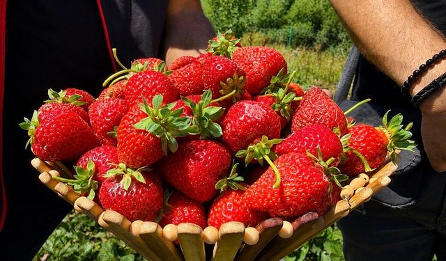 Ağrı'da dekar başına 2 ton çilek hasadı
