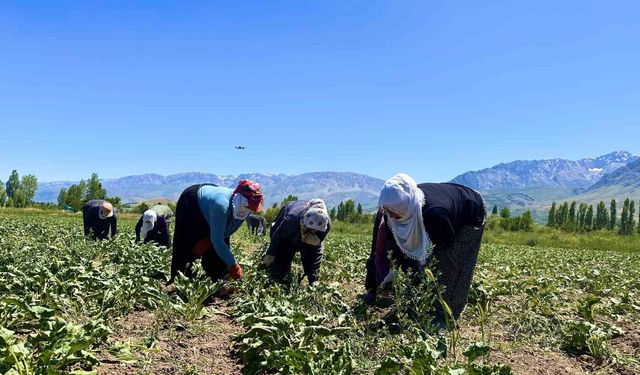 Alın teri 40 derecede toprakla buluşuyor