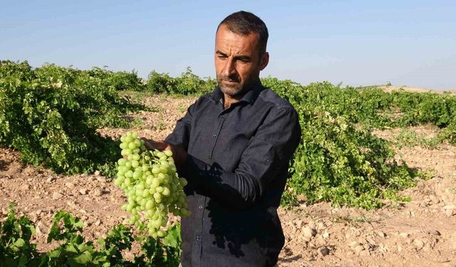 Anadolu'nun unutulan lezzeti  'Tahannebi' üzümü yeniden değer kazanıyor