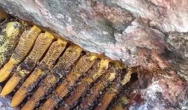 Bingöl'de kayalıklardan şaşırtan görüntü: Kilo kilo bal çıkarıldı