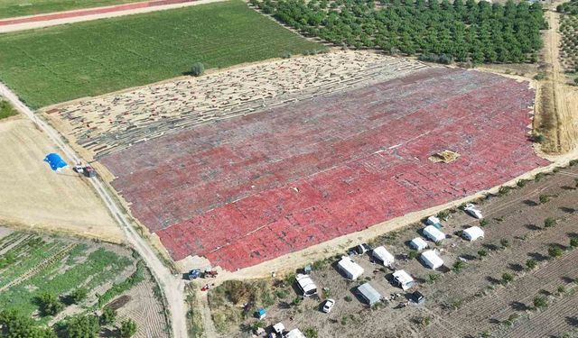 Hasat başladı: Malatya domatesi yurt dışına gidiyor