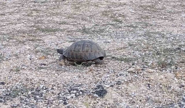 Kara yoluna çıkan kaplumbağa için araçları durdurdular