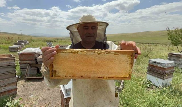 Kars'ta arıcıların yüzü gülüyor: Balın kilosu 2 bin 500 TL'yi buluyor