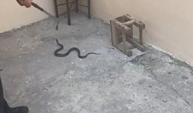Kars'ta evin bahçesine giren yılan paniğe neden oldu