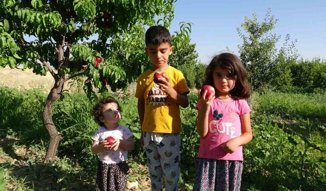 Kayısıya Santa Maria armudu ve nektarin rakip oldu