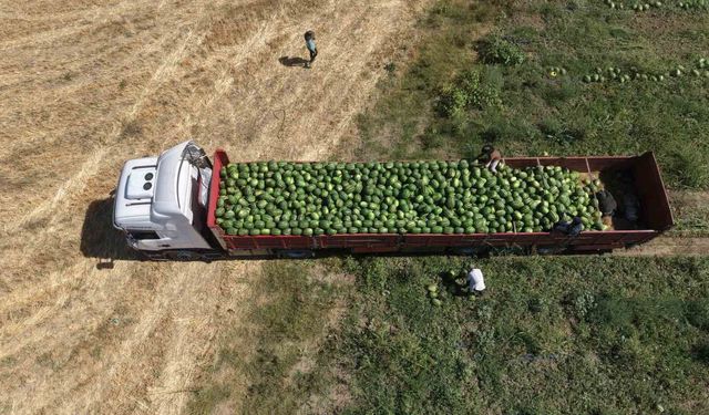 Muş Ovası'nda karpuz hasadı başladı, hedef 2,1 milyar lira gelir