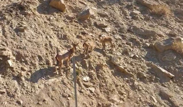 Tunceli'de nesli tükenme tehlikesi altında olan dağ keçileri objektife takıldı