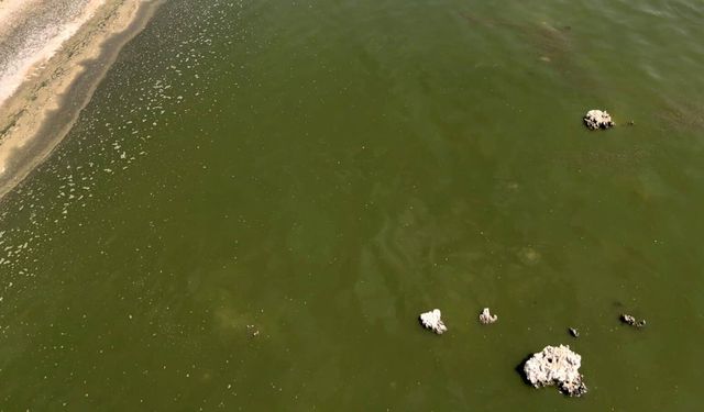 Adilcevaz'da Van Gölü kıyısı çimen rengine büründü