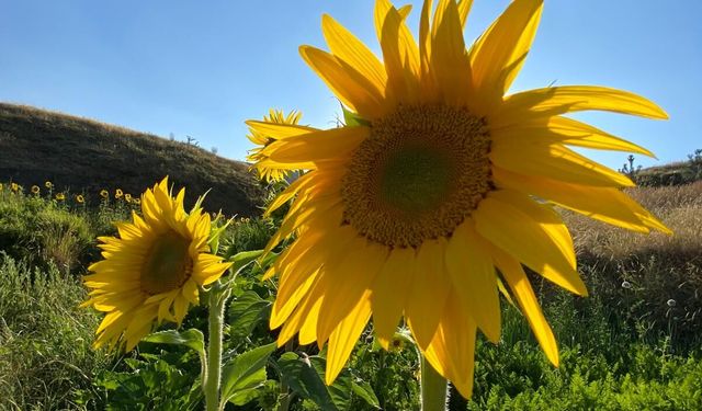 Bitlis'te ayçiçeği tarlaları sarıya büründü