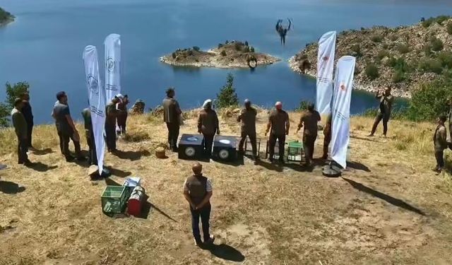 Nemrut Kalderası’nda 5 yırtıcı kuş yeniden doğaya bırakıldı