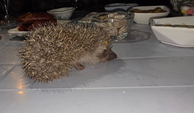 Tatvan’da çay keyfine kirpili sürpriz