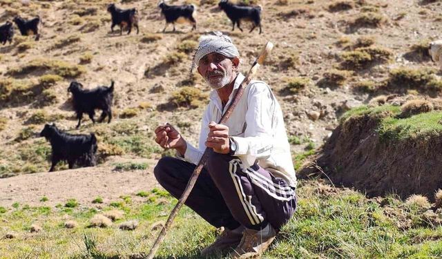 Bursa'dan köyüne döndü: 5 yılda 110 küçükbaş hayvanlık sürü kurdu