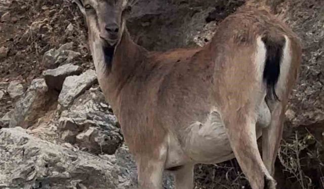 Keban'da dağ keçileri görüntülendi