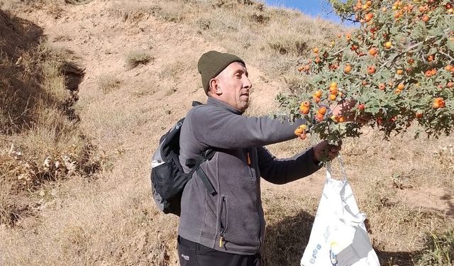Ahlat’ta doğanın şifa kaynağı alıç toplama mesaisi başladı