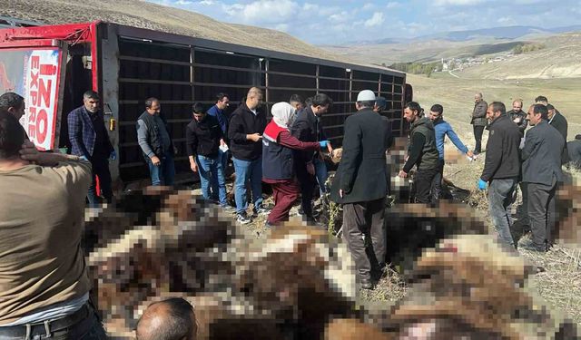 Erzurum'da hayvan yüklü tır yan yattı: 130 küçükbaş hayvan telef