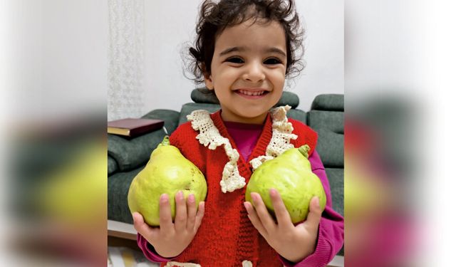 Ahlat’ta dev armutlar yetişiyor! Boyutları görenleri şaşırtıyor