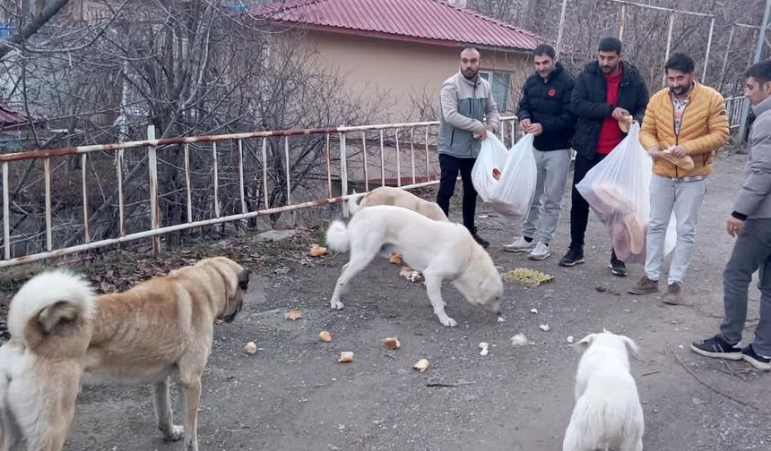 Gençlerden sokak hayvanları için  seferberlik