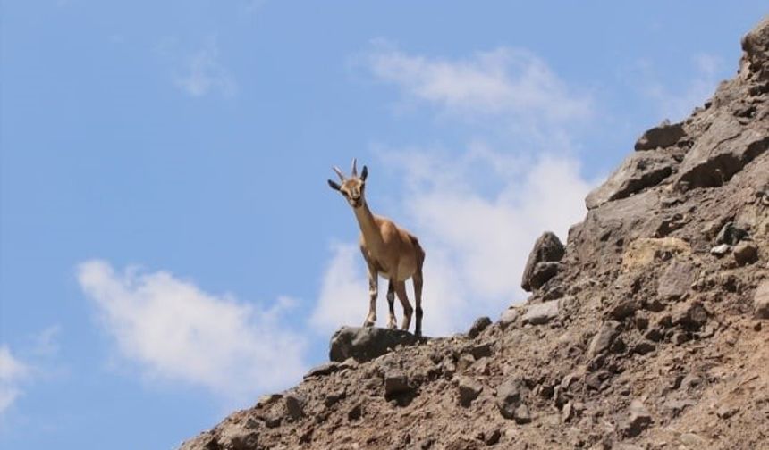 Malatya’da yaban keçisi avına 661 bin TL ceza