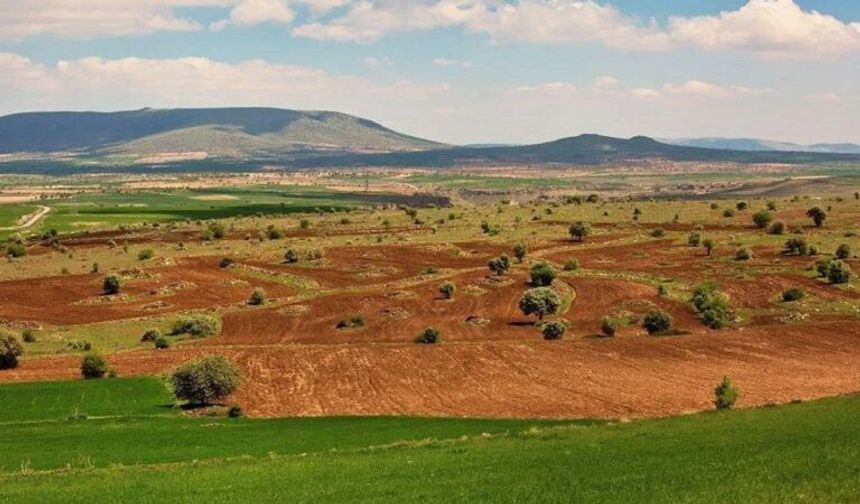 Bahçıvanların yeni favorisi: Az bakım isteyen ve altyapıya zarar vermeyen o ağaç