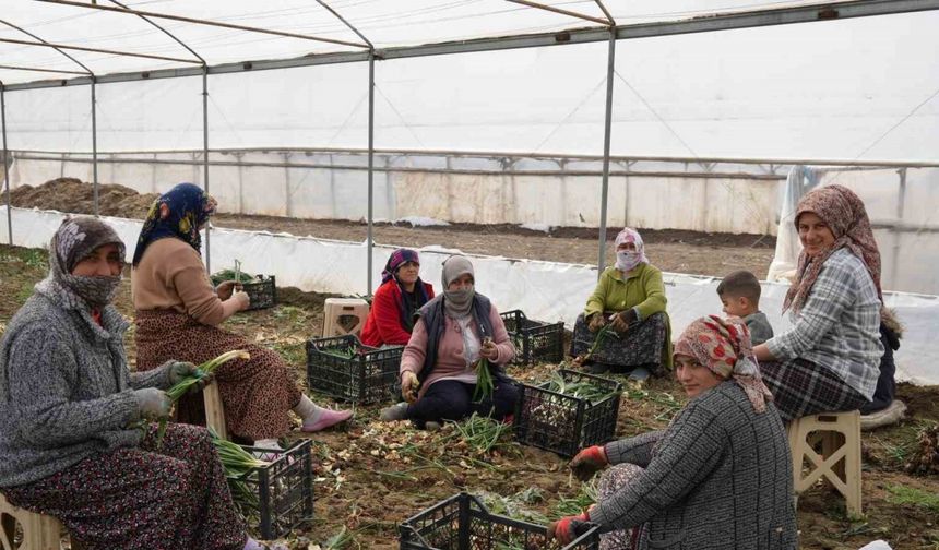 Doğu'da karla Iğdır’da sera