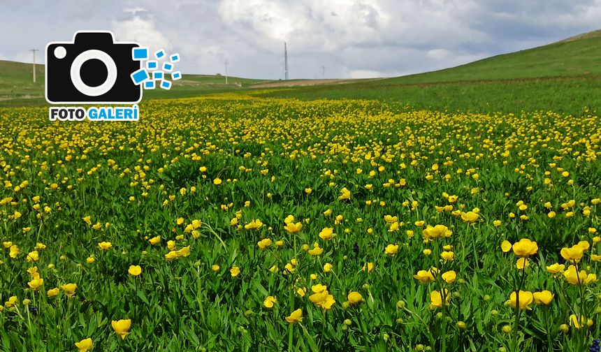 Ahlat ovaları düğün çiçekleriyle sarıya büründü