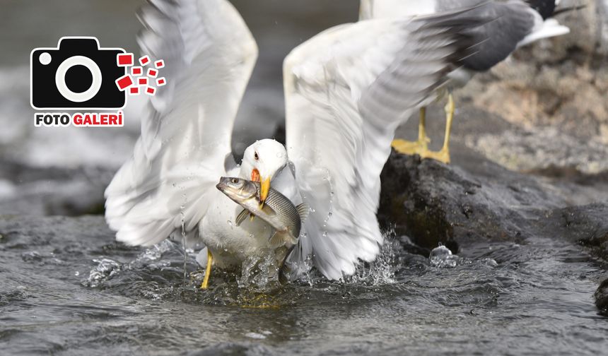 Martılar ile inci kefallerinin mücadelesi başladı
