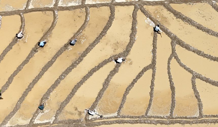 Çeltik tarlalarını birde kuş bakışı görün