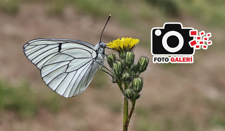 Bitlis’in narin kanatları: Kelebekler uçmaya başladı