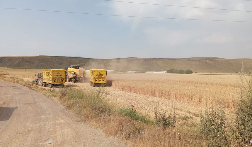 Bitlis'te buğday hasadı tamamlanmak üzere