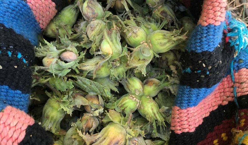 Hizan’da fındık hasadı başladı